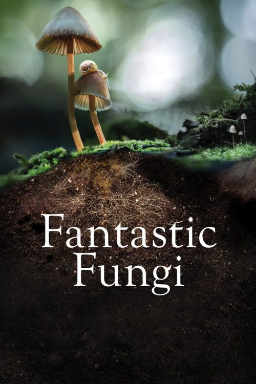 Fantastic Fungi 2019