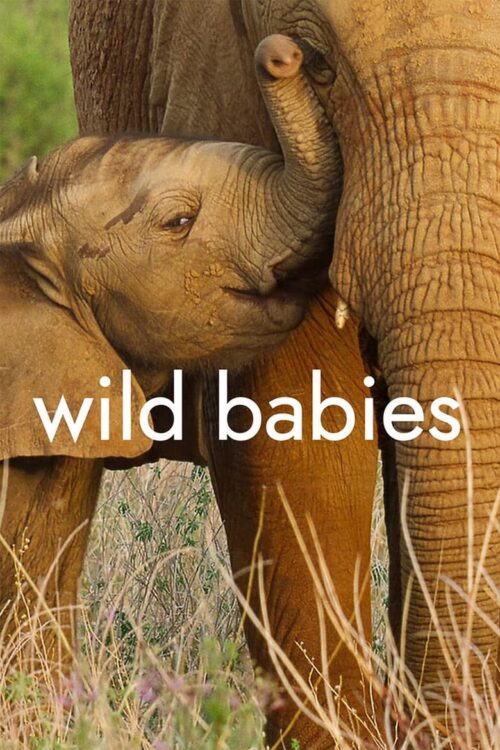 Wild Babies 2022